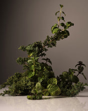 Load image into Gallery viewer, Homecourt: Dish Soap